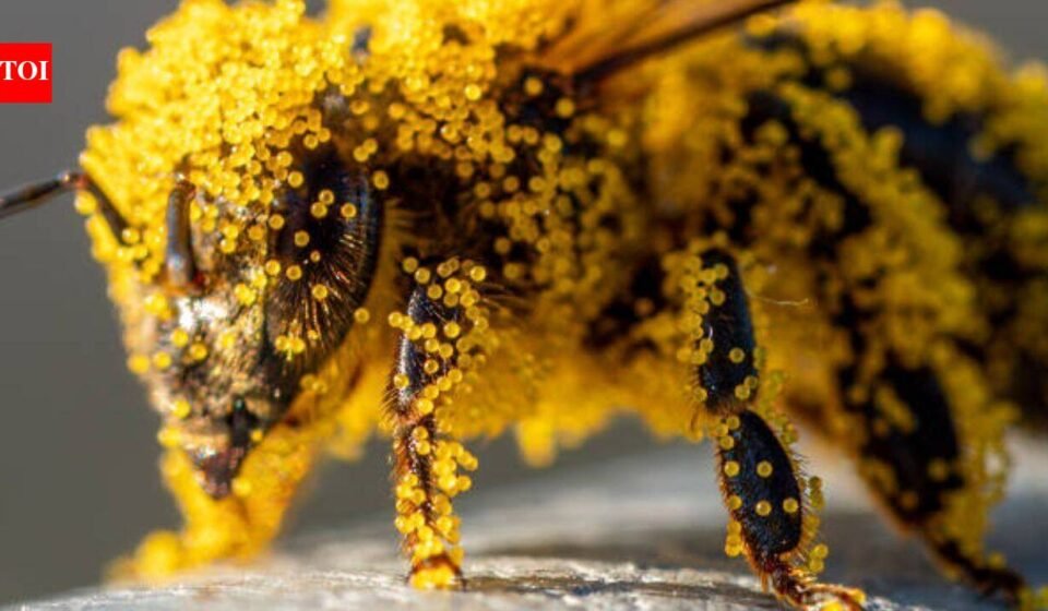 How tiny pollen grains help solve brutal murders: The fascinating science behind nature's invisible crime scene evidence