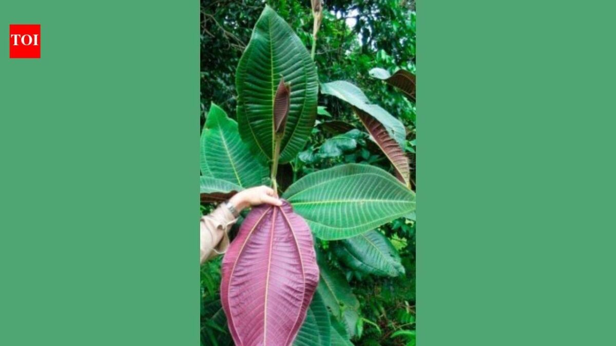 In 1937, an ornamental tree was planted in a botanical garden in Tahiti; today, a single tree can produce 8.9 million seeds and threatens Queensland's World Heritage Rainforest