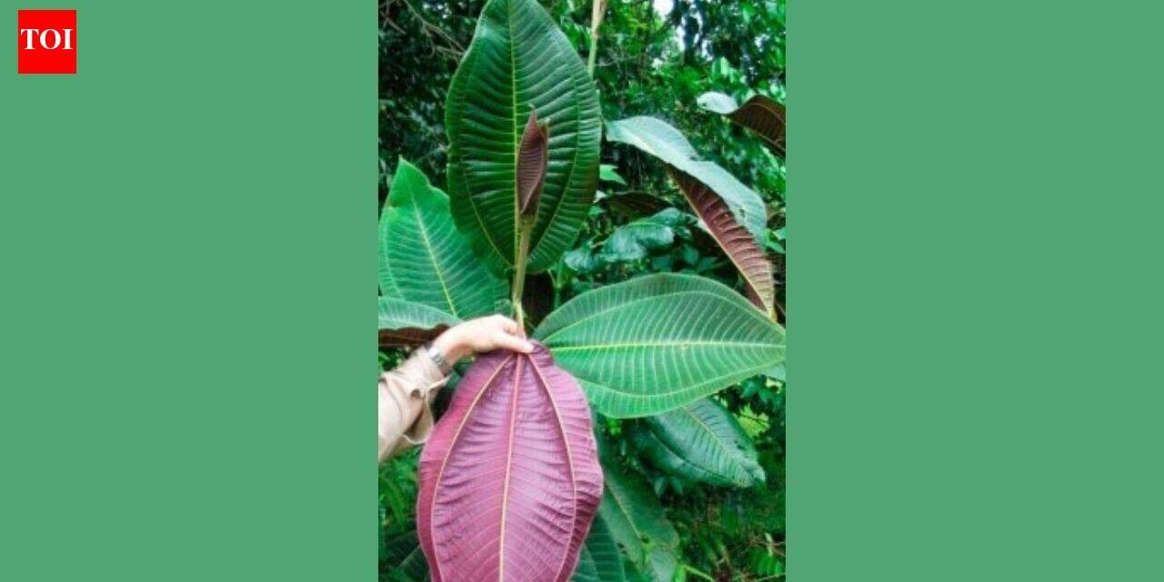 In 1937, an ornamental tree was planted in a botanical garden in Tahiti; today, a single tree can produce 8.9 million seeds and threatens Queensland's World Heritage Rainforest