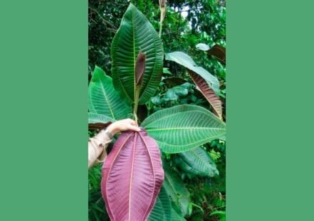In 1937, an ornamental tree was planted in a botanical garden in Tahiti; today, a single tree can produce 8.9 million seeds and threatens Queensland's World Heritage Rainforest