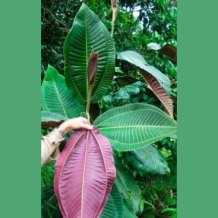 In 1937, an ornamental tree was planted in a botanical garden in Tahiti; today, a single tree can produce 8.9 million seeds and threatens Queensland's World Heritage Rainforest