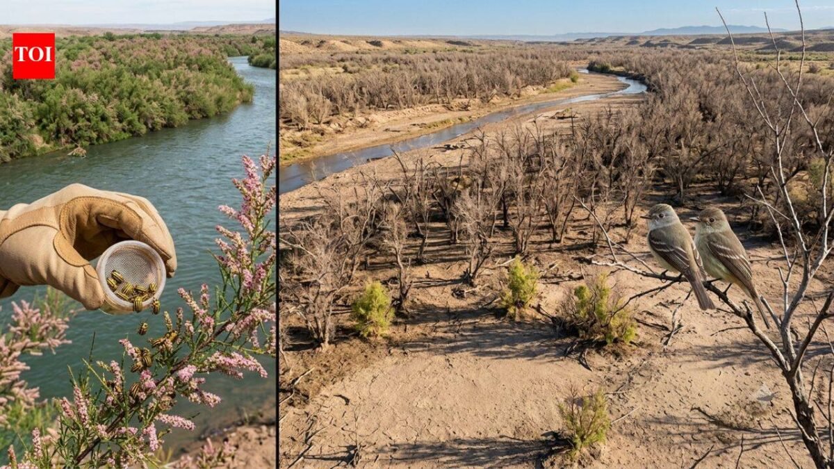 In 2001, scientists released the beetles to fight invasive trees. Years later, an endangered bird has lost 94% of its habitat along a western river | World News
