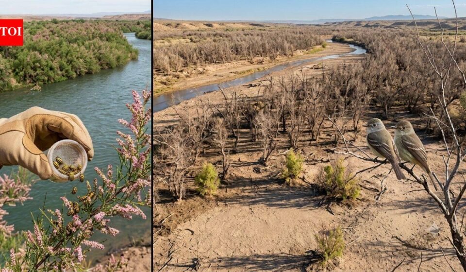 In 2001, scientists released the beetles to fight invasive trees. Years later, an endangered bird has lost 94% of its habitat along a western river | World News