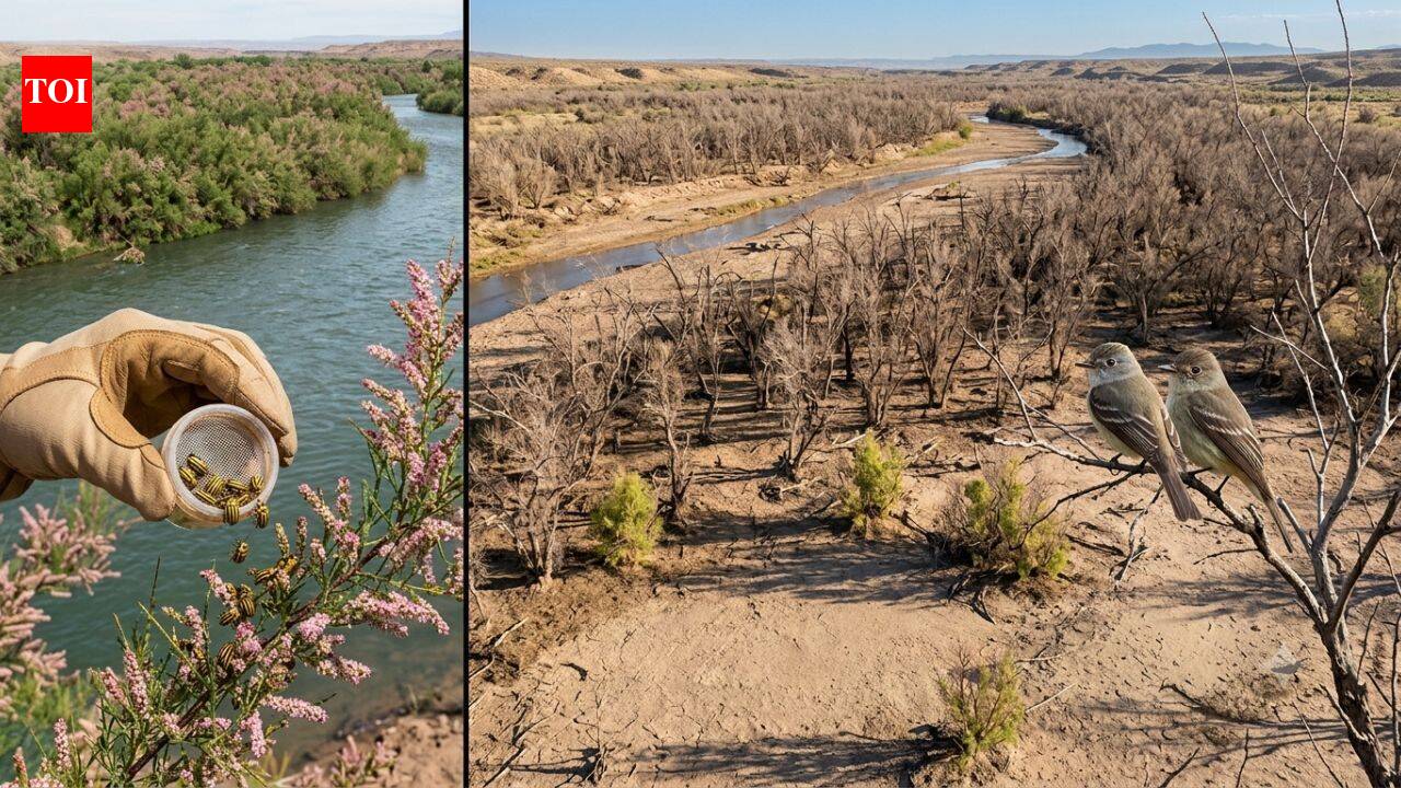 In 2001, scientists released the beetles to fight invasive trees. Years later, an endangered bird has lost 94% of its habitat along a western river | World News