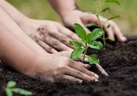 In 2015, tree cover in drylands in Ethiopia was only 1.9%; nine years later, helping old roots regrow has brought forest coverage to more than 22%