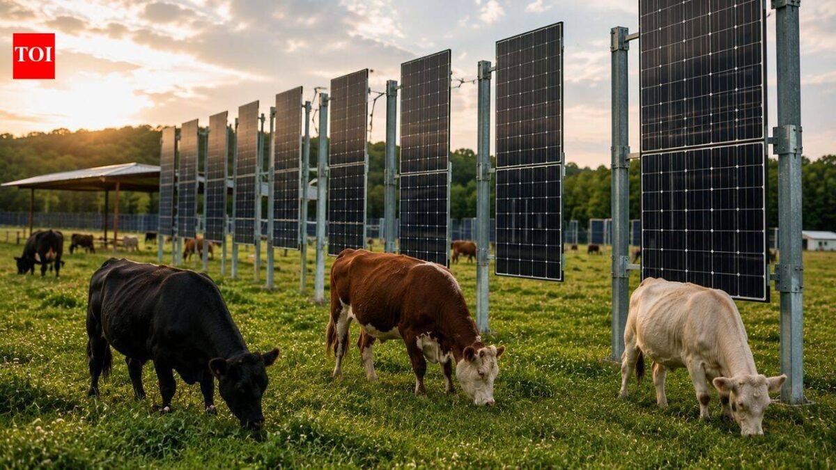 In New Jersey, cows named Blossom, Misty and Flurry grazed under solar panels as scientists tested whether a field could produce both food and clean energy. world news