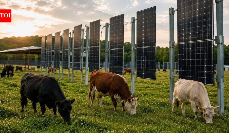 In New Jersey, cows named Blossom, Misty and Flurry grazed under solar panels as scientists tested whether a field could produce both food and clean energy. world news