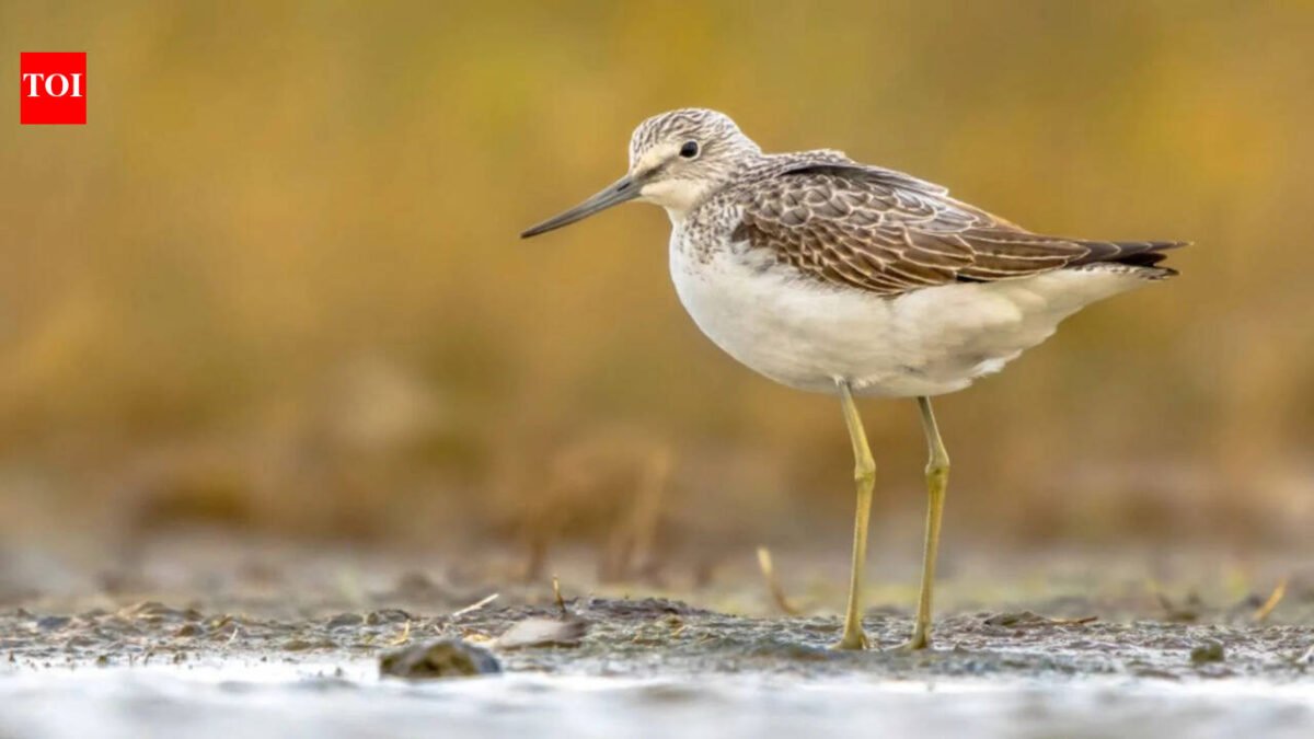 In the 1980s, commercial trees were planted in parts of Scotland's 9,000-year-old peatlands; decades later, conservationists are clearing them to protect wildlife and keep the carbon they store underground