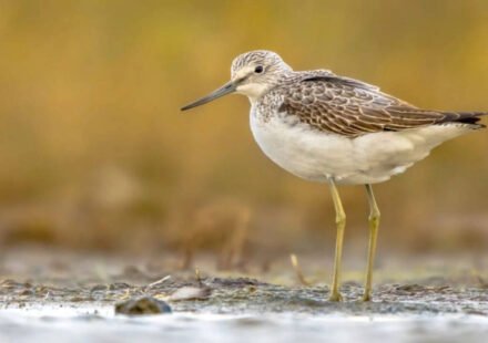 In the 1980s, commercial trees were planted in parts of Scotland's 9,000-year-old peatlands; decades later, conservationists are clearing them to protect wildlife and keep the carbon they store underground