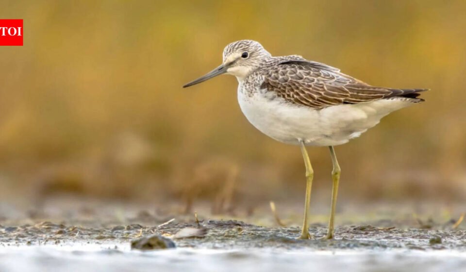 In the 1980s, commercial trees were planted in parts of Scotland's 9,000-year-old peatlands; decades later, conservationists are clearing them to protect wildlife and keep the carbon they store underground
