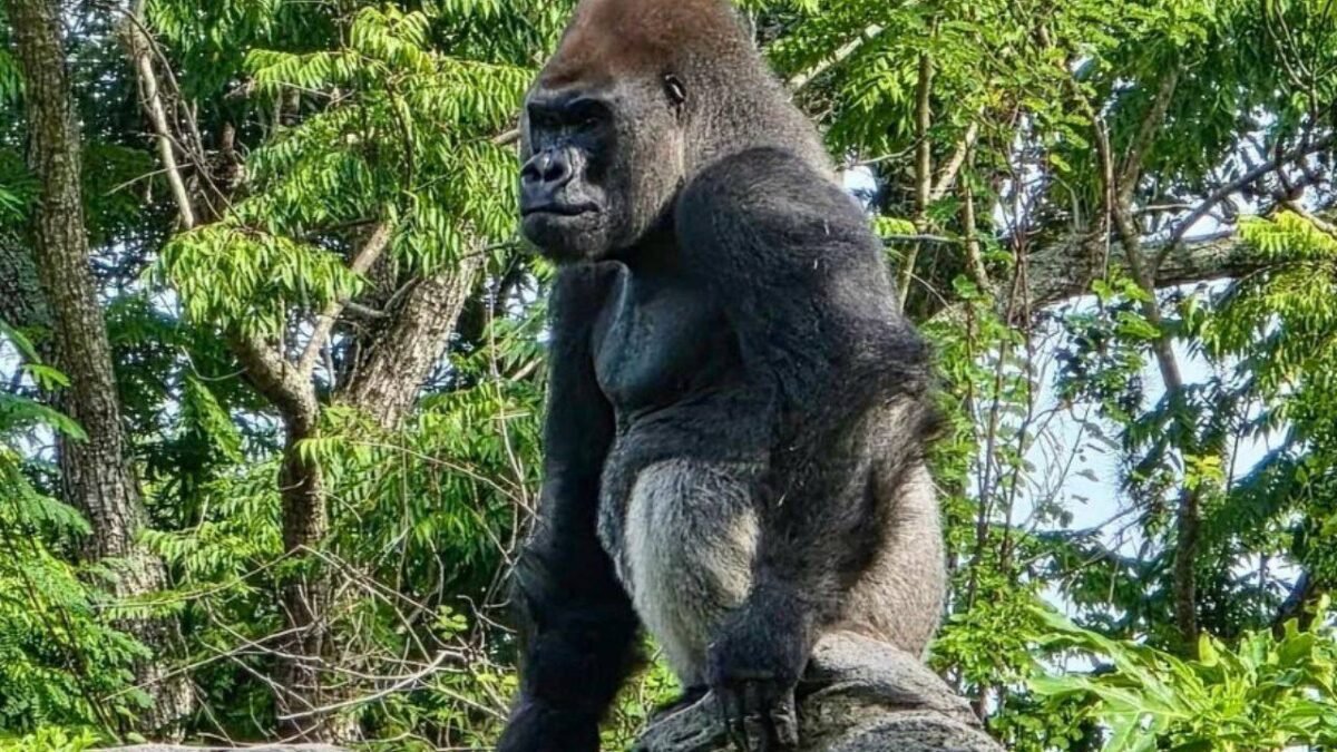 Meet Bakari, the 21-year-old gorilla chosen to lead Disney's Famous Gorillas after the death of his longtime silverback