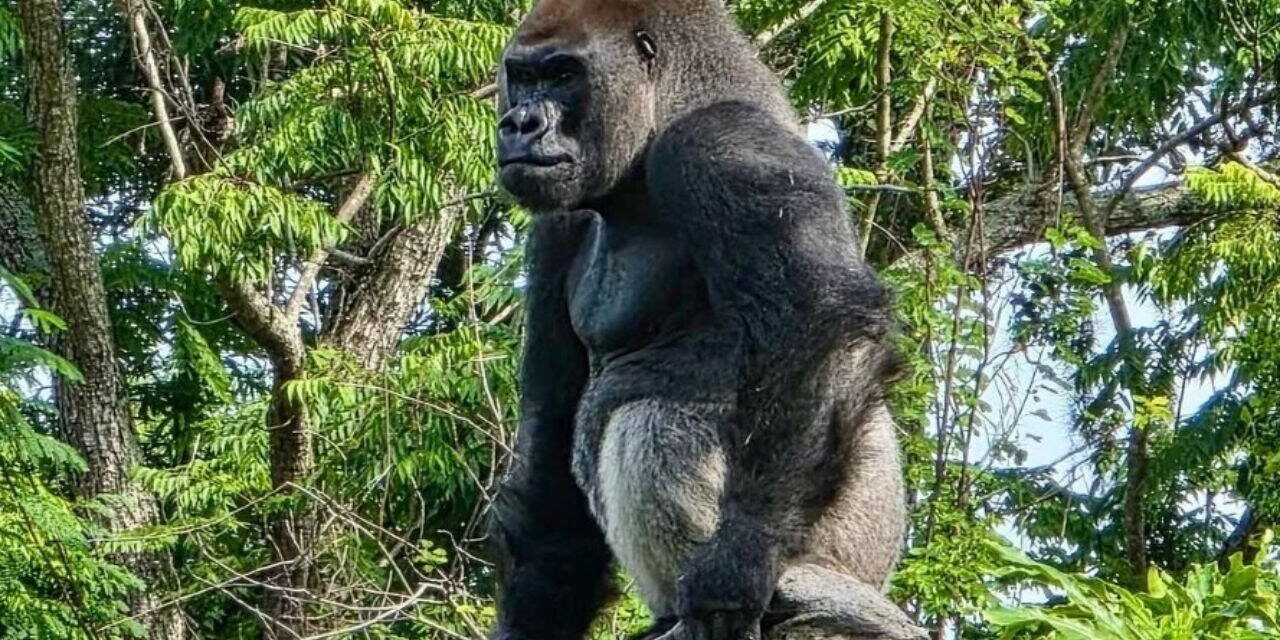Meet Bakari, the 21-year-old gorilla chosen to lead Disney's Famous Gorillas after the death of his longtime silverback