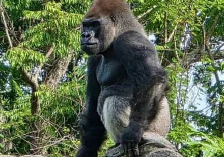 Meet Bakari, the 21-year-old gorilla chosen to lead Disney's Famous Gorillas after the death of his longtime silverback