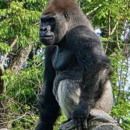 Meet Bakari, the 21-year-old gorilla chosen to lead Disney's Famous Gorillas after the death of his longtime silverback