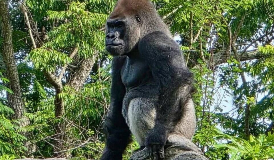 Meet Bakari, the 21-year-old gorilla chosen to lead Disney's Famous Gorillas after the death of his longtime silverback