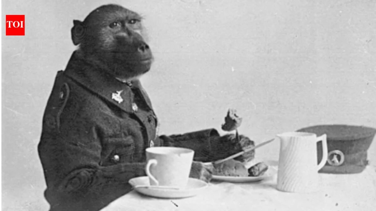 Meet Corporal Jackie: South African baboon became war hero by fighting alongside soldiers during World War I | World News