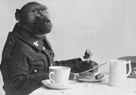 Meet Corporal Jackie: South African baboon became war hero by fighting alongside soldiers during World War I | World News