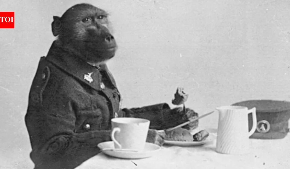 Meet Corporal Jackie: South African baboon became war hero by fighting alongside soldiers during World War I | World News