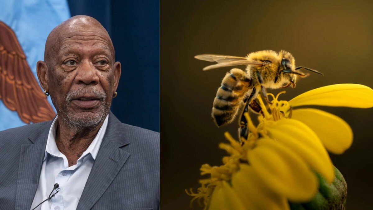 Morgan Freeman: The Oscar-winning actor gave up collecting honey to turn his 124-acre ranch into a bee haven | World News