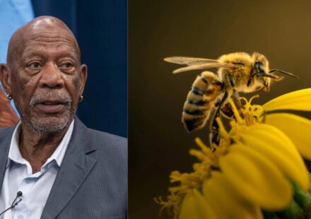 Morgan Freeman: The Oscar-winning actor gave up collecting honey to turn his 124-acre ranch into a bee haven | World News