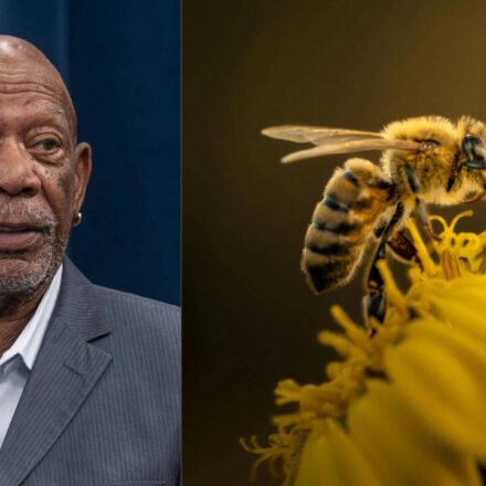 Morgan Freeman: The Oscar-winning actor gave up collecting honey to turn his 124-acre ranch into a bee haven | World News