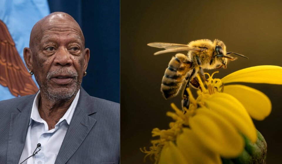Morgan Freeman: The Oscar-winning actor gave up collecting honey to turn his 124-acre ranch into a bee haven | World News