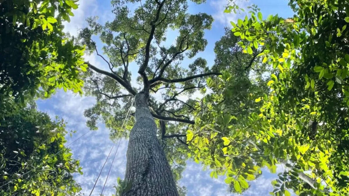 New research reveals how efficiently Southeast Asian dipterocarps transport water, and towering trees more than 200 feet tall may not be as vulnerable to drought as scientists thought