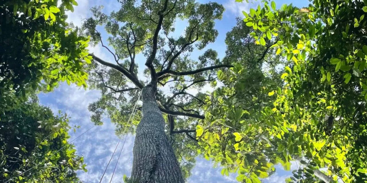 New research reveals how efficiently Southeast Asian dipterocarps transport water, and towering trees more than 200 feet tall may not be as vulnerable to drought as scientists thought