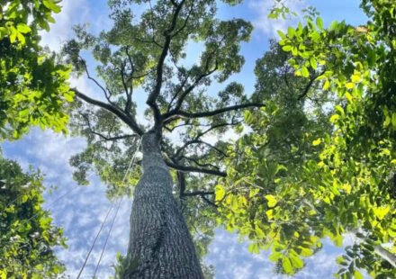 New research reveals how efficiently Southeast Asian dipterocarps transport water, and towering trees more than 200 feet tall may not be as vulnerable to drought as scientists thought