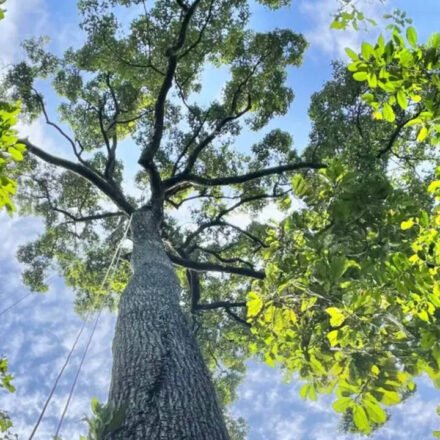 New research reveals how efficiently Southeast Asian dipterocarps transport water, and towering trees more than 200 feet tall may not be as vulnerable to drought as scientists thought