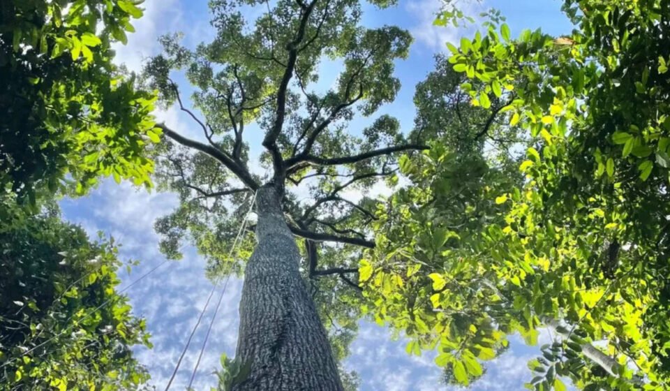 New research reveals how efficiently Southeast Asian dipterocarps transport water, and towering trees more than 200 feet tall may not be as vulnerable to drought as scientists thought