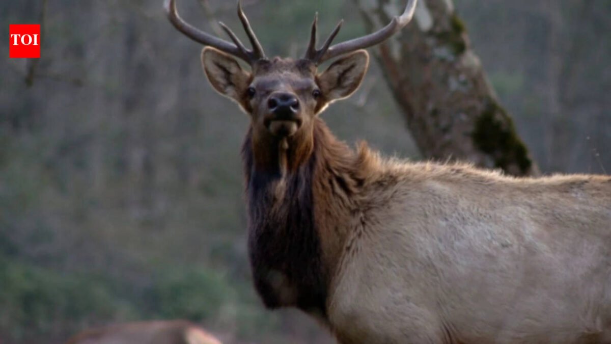 North Carolina: North Carolina has spent 25 years rebuilding elk populations that disappeared from the state; by 2027, it will allow limited hunting for the first time with just two licenses