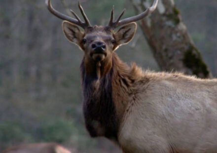 North Carolina: North Carolina has spent 25 years rebuilding elk populations that disappeared from the state; by 2027, it will allow limited hunting for the first time with just two licenses