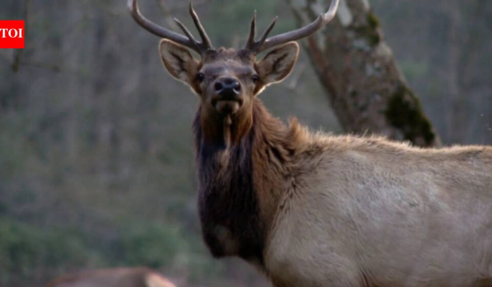 North Carolina: North Carolina has spent 25 years rebuilding elk populations that disappeared from the state; by 2027, it will allow limited hunting for the first time with just two licenses