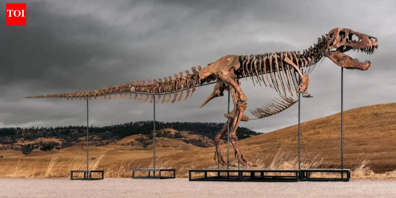 One of the world's largest Tyrannosaurus rex skeletons is headed to auction with a price tag of up to $30 million, and the 67-million-year-old giant could become the next record-breaking dinosaur fossil auction