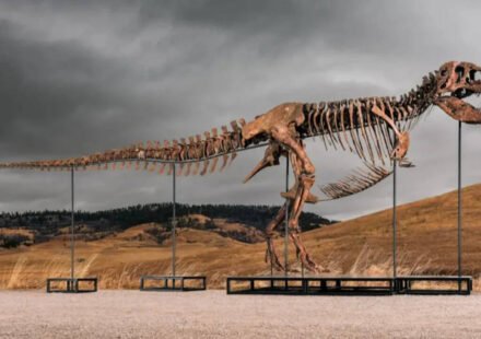 One of the world's largest Tyrannosaurus rex skeletons is headed to auction with a price tag of up to $30 million, and the 67-million-year-old giant could become the next record-breaking dinosaur fossil auction