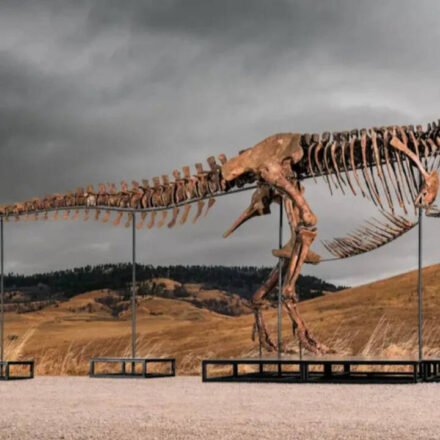 One of the world's largest Tyrannosaurus rex skeletons is headed to auction with a price tag of up to $30 million, and the 67-million-year-old giant could become the next record-breaking dinosaur fossil auction