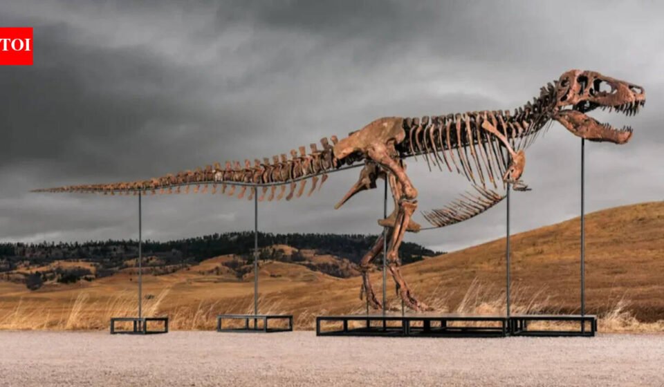 One of the world's largest Tyrannosaurus rex skeletons is headed to auction with a price tag of up to $30 million, and the 67-million-year-old giant could become the next record-breaking dinosaur fossil auction