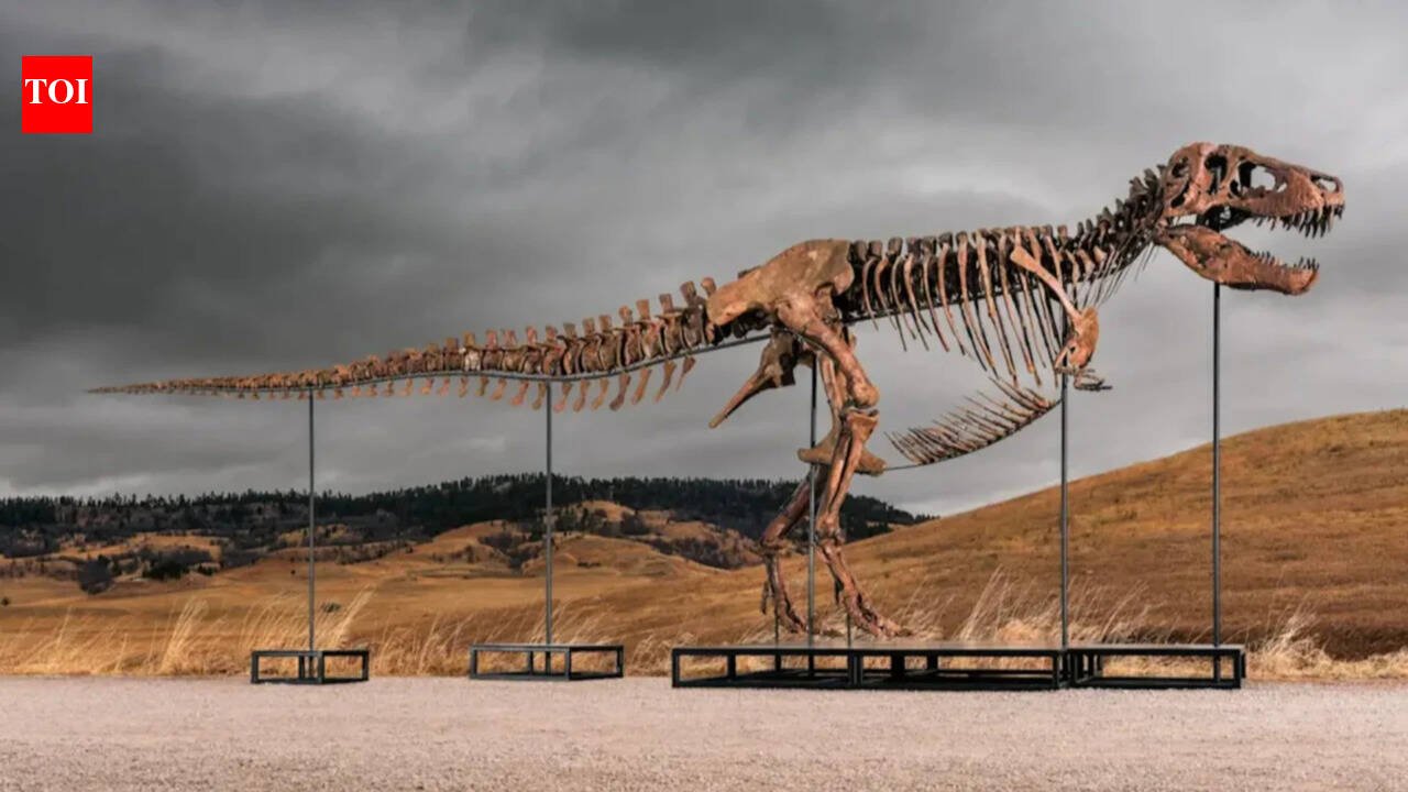 One of the world's largest Tyrannosaurus rex skeletons is headed to auction with a price tag of up to $30 million, and the 67-million-year-old giant could become the next record-breaking dinosaur fossil auction