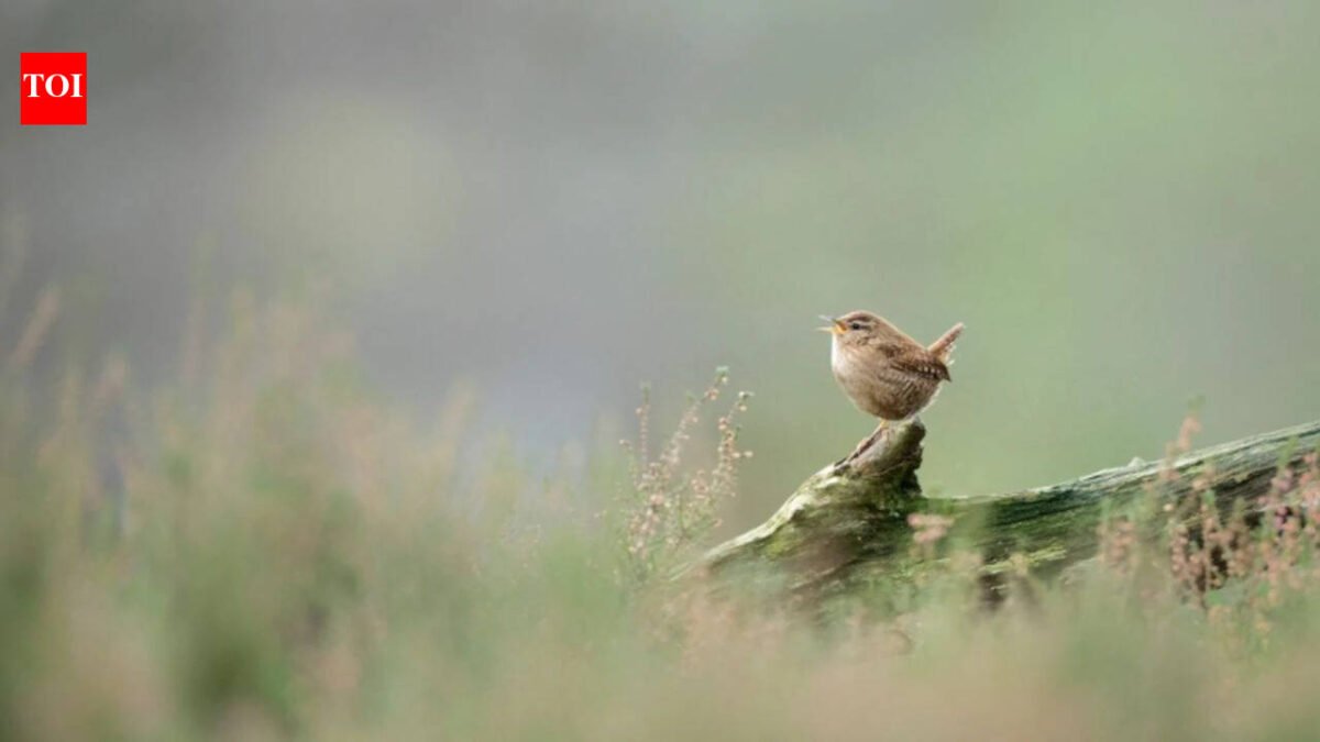 Researchers used artificial intelligence to study more than 116,000 bird song recordings from more than 3,000 species and found that despite their wide variety, bird songs around the world are made up of just eight basic acoustic building blocks