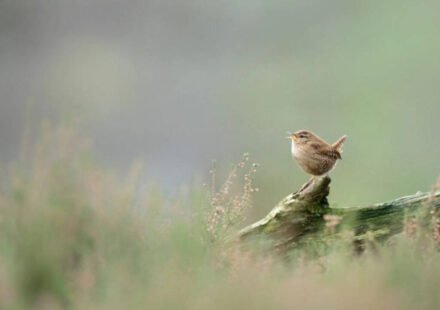 Researchers used artificial intelligence to study more than 116,000 bird song recordings from more than 3,000 species and found that despite their wide variety, bird songs around the world are made up of just eight basic acoustic building blocks