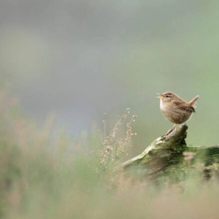 Researchers used artificial intelligence to study more than 116,000 bird song recordings from more than 3,000 species and found that despite their wide variety, bird songs around the world are made up of just eight basic acoustic building blocks