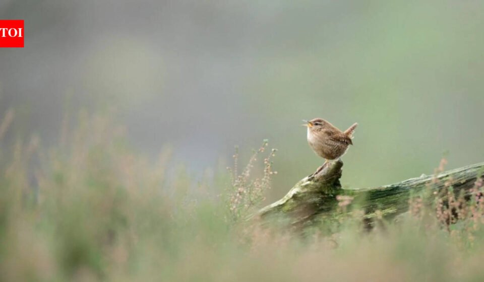 Researchers used artificial intelligence to study more than 116,000 bird song recordings from more than 3,000 species and found that despite their wide variety, bird songs around the world are made up of just eight basic acoustic building blocks