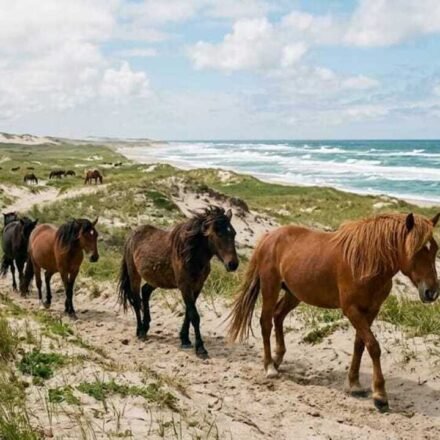 Sable Island is a remote sand island with no permanent residents but hundreds of wild horses roaming freely on its shifting sand dunes | World News