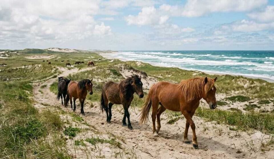 Sable Island is a remote sand island with no permanent residents but hundreds of wild horses roaming freely on its shifting sand dunes | World News
