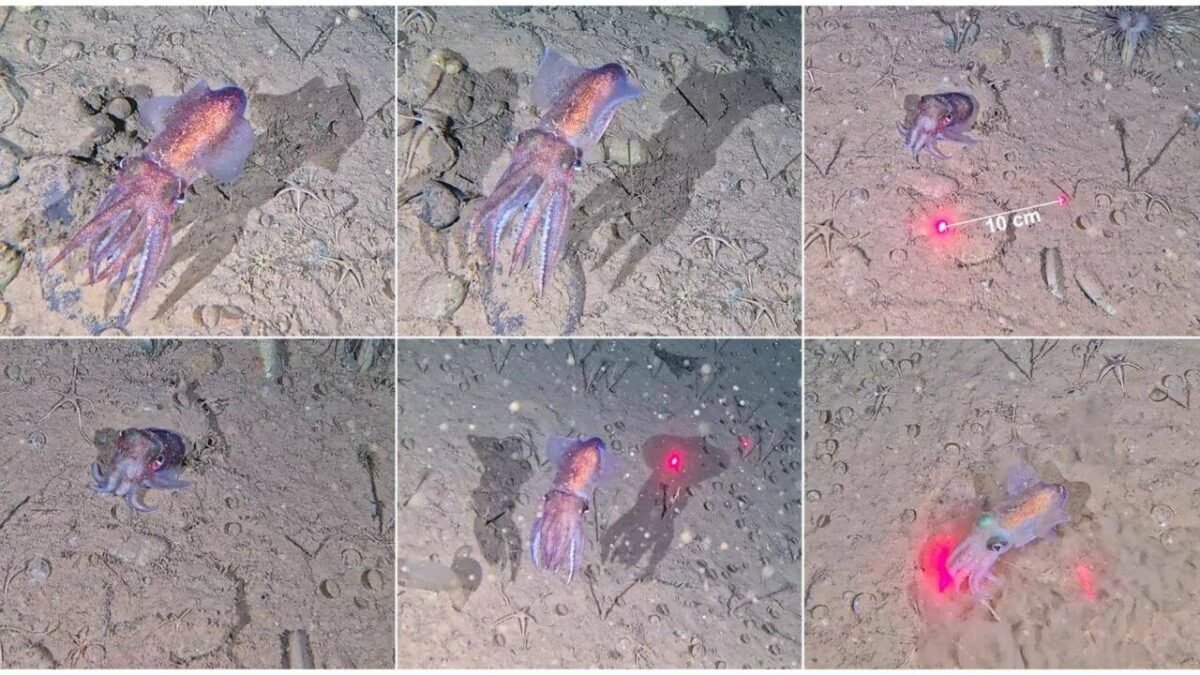 Scientists capture wild footage of rare Arctic squid and its eggs for first time