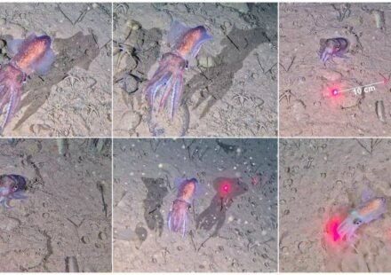 Scientists capture wild footage of rare Arctic squid and its eggs for first time