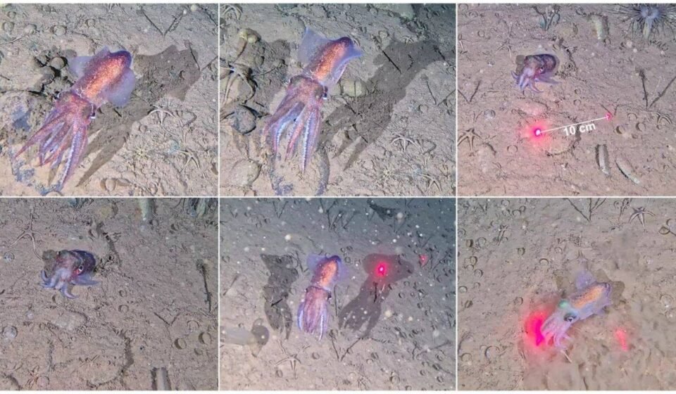 Scientists capture wild footage of rare Arctic squid and its eggs for first time