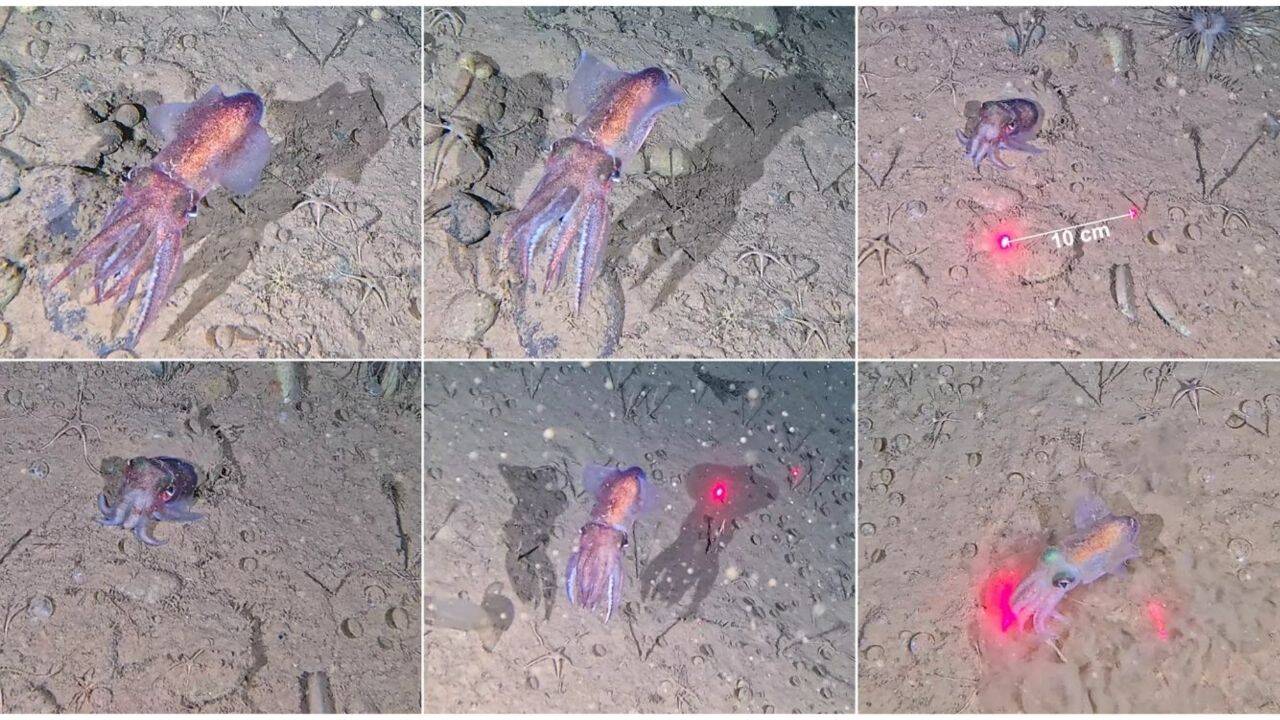 Scientists capture wild footage of rare Arctic squid and its eggs for first time
