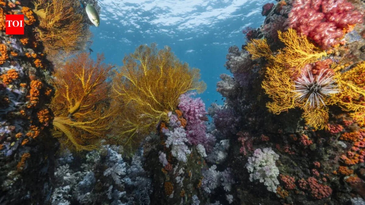 Scientists discover 64,000 square miles of heat-resistant coral reefs in 71 countries that could help protect world oceans for decades